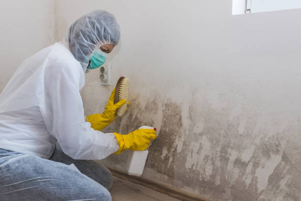 Best Attic Mold Removal  in Oakhurst, NJ