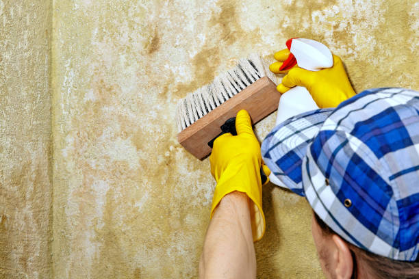 Best Black Mold Removal  in Oakhurst, NJ