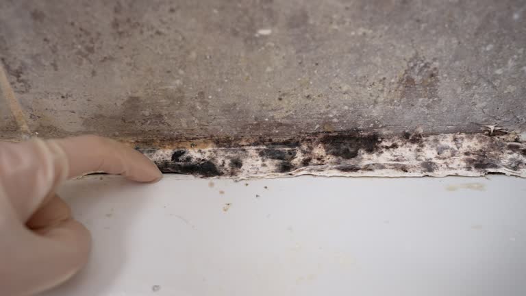 Best Crawl Space Mold Remediation  in Oakhurst, NJ