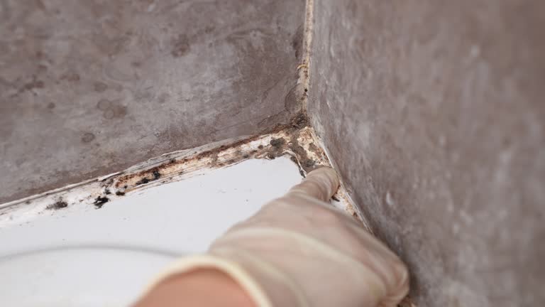 Best Post-Construction Mold Inspection  in Oakhurst, NJ
